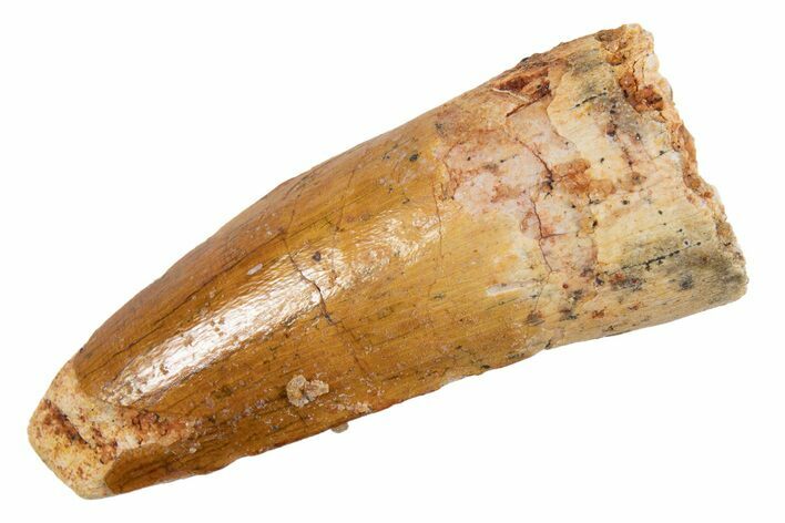 Juvenile Fossil Spinosaurus Tooth - Feeding Worn Tip #345871